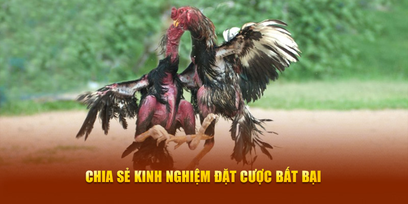 Chia sẻ kinh nghiệm tham gia đặt cược bất bại